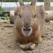 あいおりあの画像
