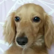 ミルクの画像