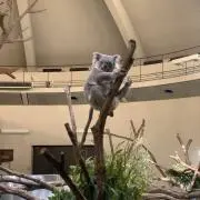 べち☆の画像