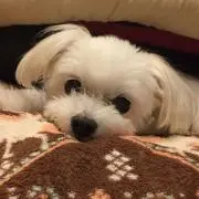 ゆうこりん