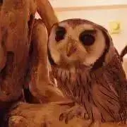 なっつの画像