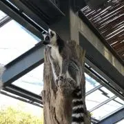 ysxxx6の画像