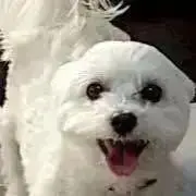 ＰＰの画像