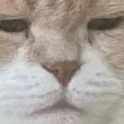 チロ♡の画像