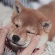 uccoの画像
