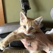 すずらんの画像
