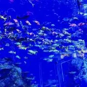 umiの画像