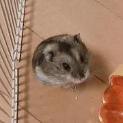 はむたの画像