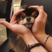 フラワーの画像