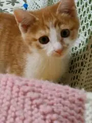 あきの画像