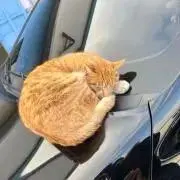 きたみの画像