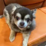 Pちゃんの画像