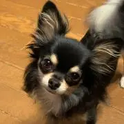 かつのしんの画像