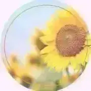 ひまわり‪‪‪の画像