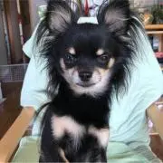 くるみちゃんの画像