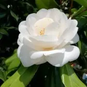 よしこ