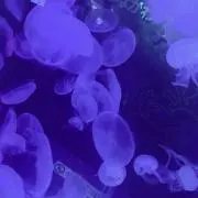 はるの画像