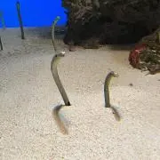pamoの画像