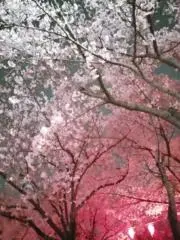 ポチュの画像