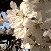 sakuraの画像