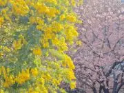 サクラ☆お値下げの交渉不可☆の画像
