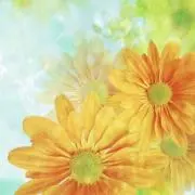 ♡ヤヤshop ✳︎の画像