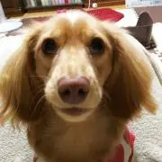ももんたの画像