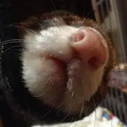 ぶーたろう
