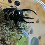カブちゃん。