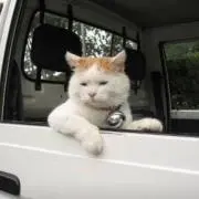 Toshiの画像