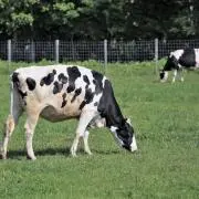 COWの画像