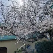 フクの画像