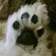 ピー  。 プロフ必読お願いします。の画像