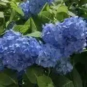 きゃんでぃ