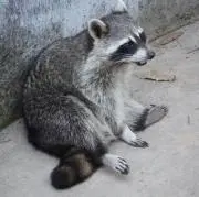ぶちゃ