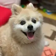 サスケ