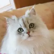 Totoの画像