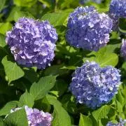 hi-yo  値下げ希望の方お気軽にの画像