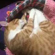 たまちゃんの画像