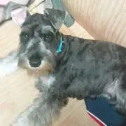 マエマエ