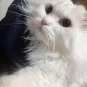 もなの画像