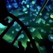 バキモト