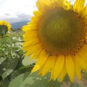 ぽむの画像