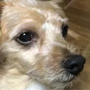 よよ