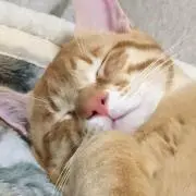omiの画像