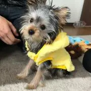 チップ