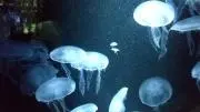 うさの画像