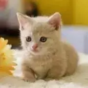 nの画像