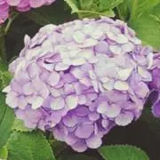 KNGの画像