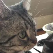 ねこがわ